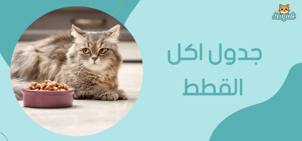جدول اكل القطط
