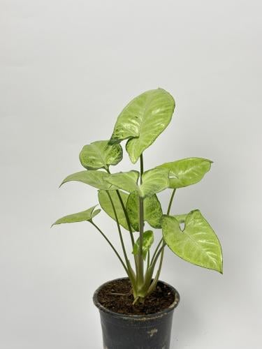 نبتة سنجونيوم ( Syngonium podophyllum)