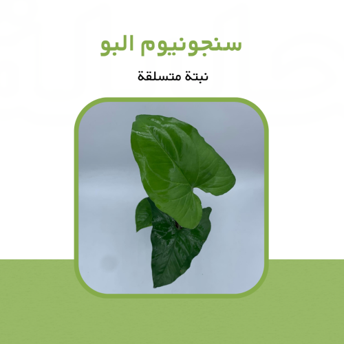 سنجونيوم ألبو Syngonium Albo