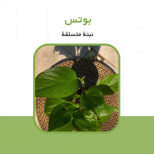 نبتة قلب عبدالوهاب (Epipremnum aureum)