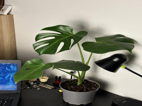 القفص الصدري(Monstera deliciosa)