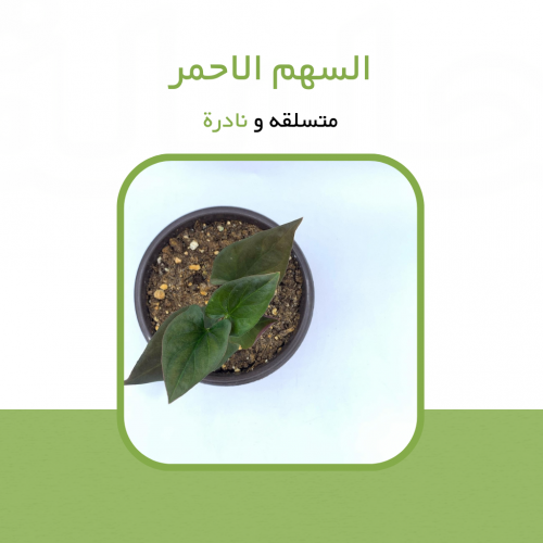 سنجونيوم السهم الأحمر( Syngonium)