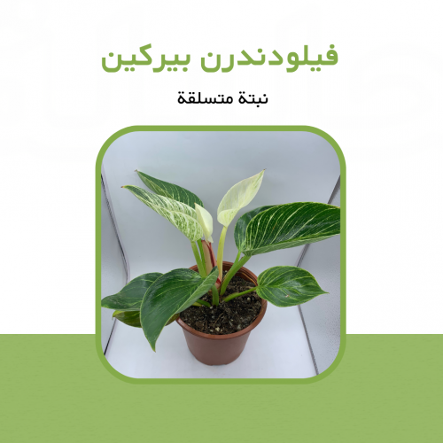 فيلودندرن بيركين( Philodendron Birkin)