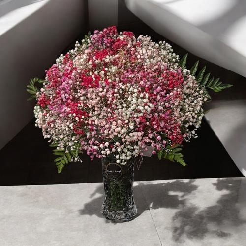 جبسوفيليا فاز