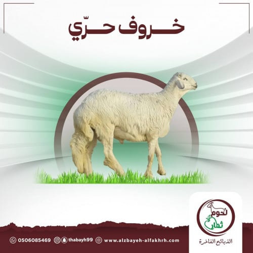 خروف 5-6 شهور