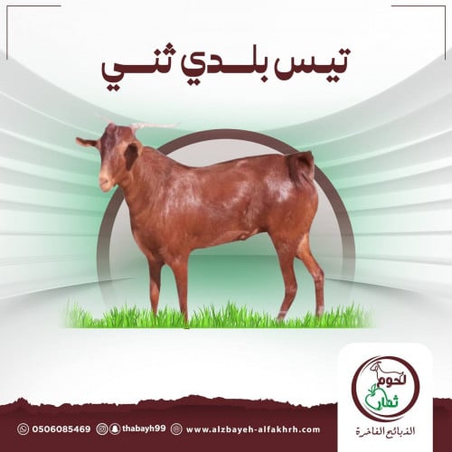 عقيقة مولود (تيس)