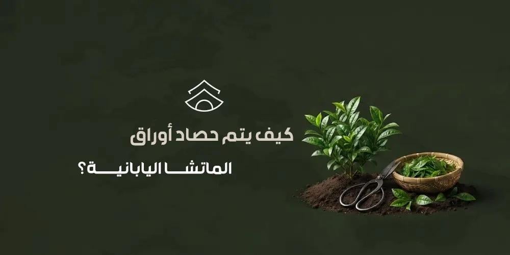 كيف يتم حصاد أوراق الماتشا اليابانية؟