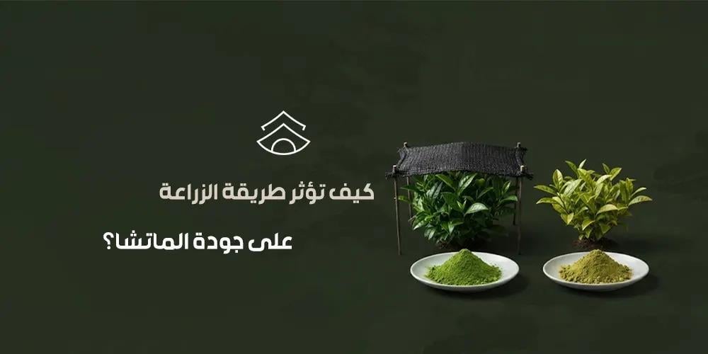 كيف تؤثر طريقة الزراعة على جودة الماتشا؟