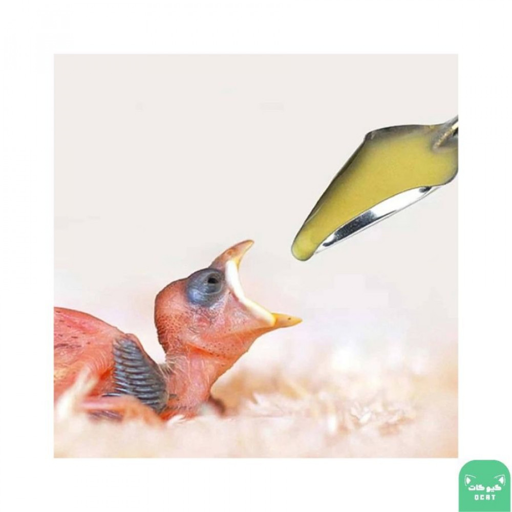 ملعقة غر الطيور