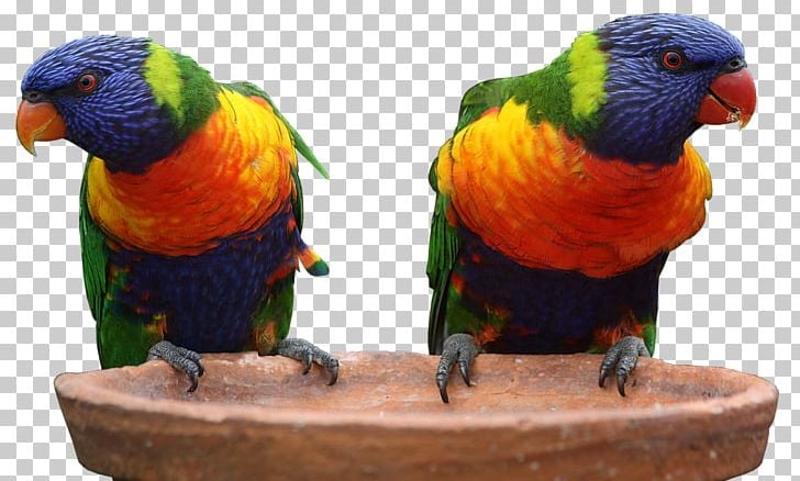 Lorikeet