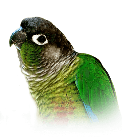 Conure