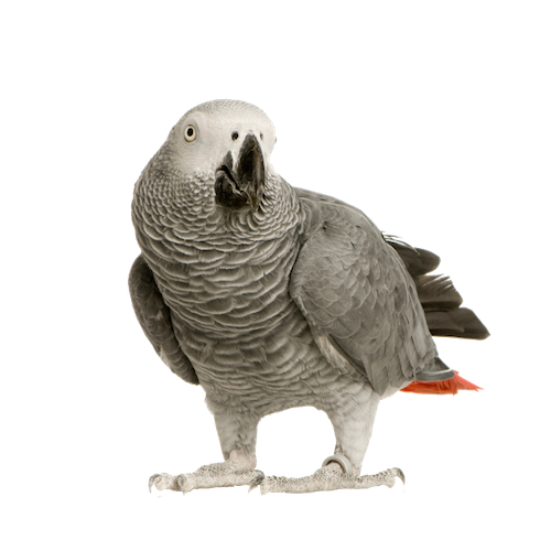 African Gray African Gray