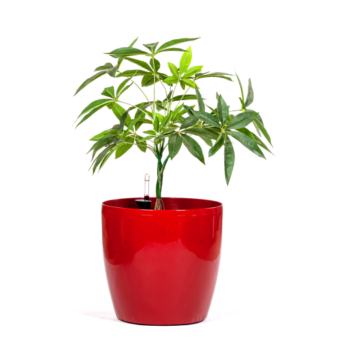 قصارى زرع بلاستيك