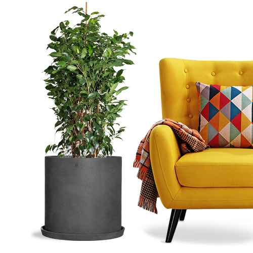 6319 مركن بولى دائرى رصاصى غامق مع صحن