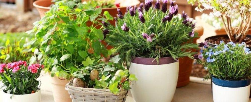 كيف تحسن صحتك النفسية عبر ديكور الزرع؟ دليل خبراء نفار