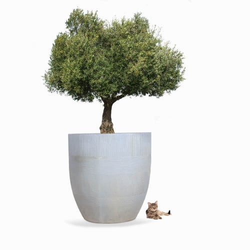 مراكن كبيرة