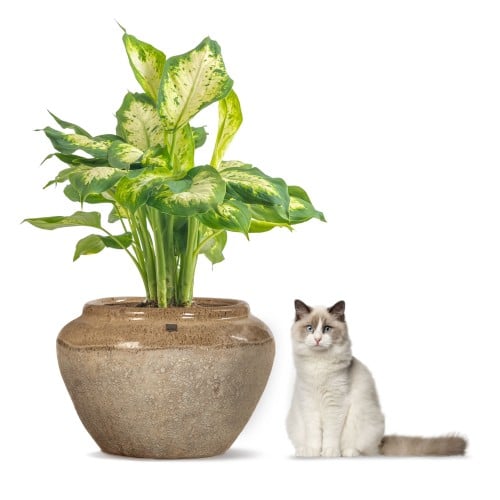 مراكن سيراميك فقاعي بيج 5744