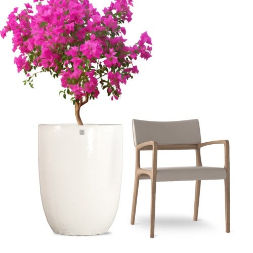 احواض شجر كبيره