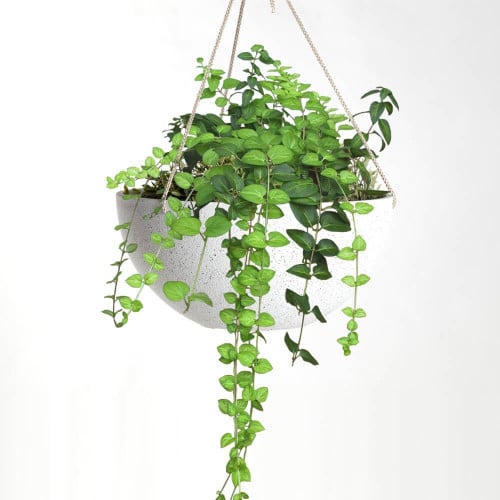 حوض زرع معلق