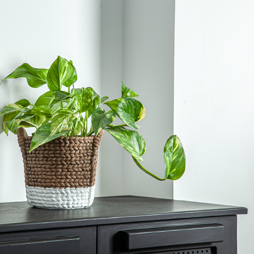 سلة خوص صغيرة