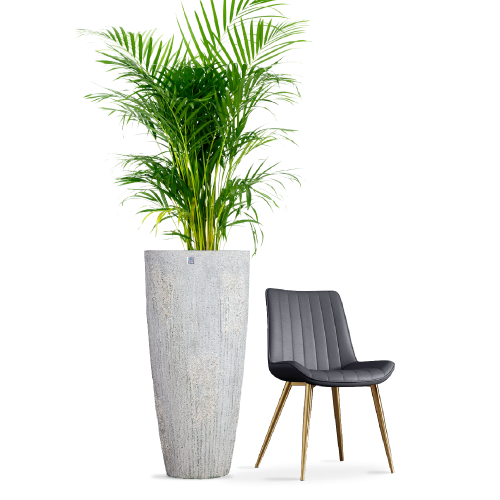 6399 مركن بولى رصاصي فاتح فقاعي مع صحن