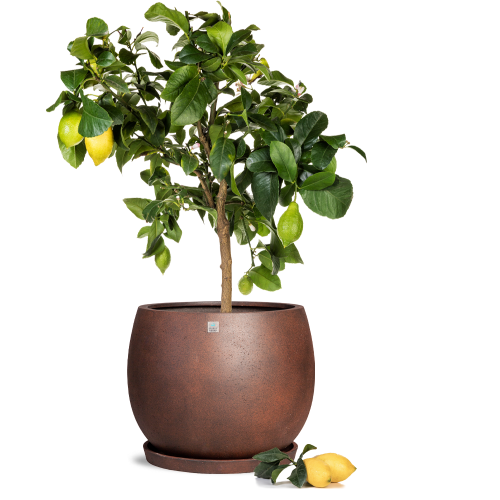 حوض شجر داخلي