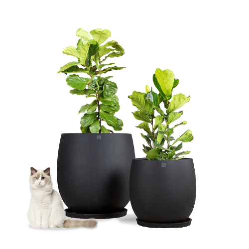 6427 مركن بولي دائري أسود مع صحن