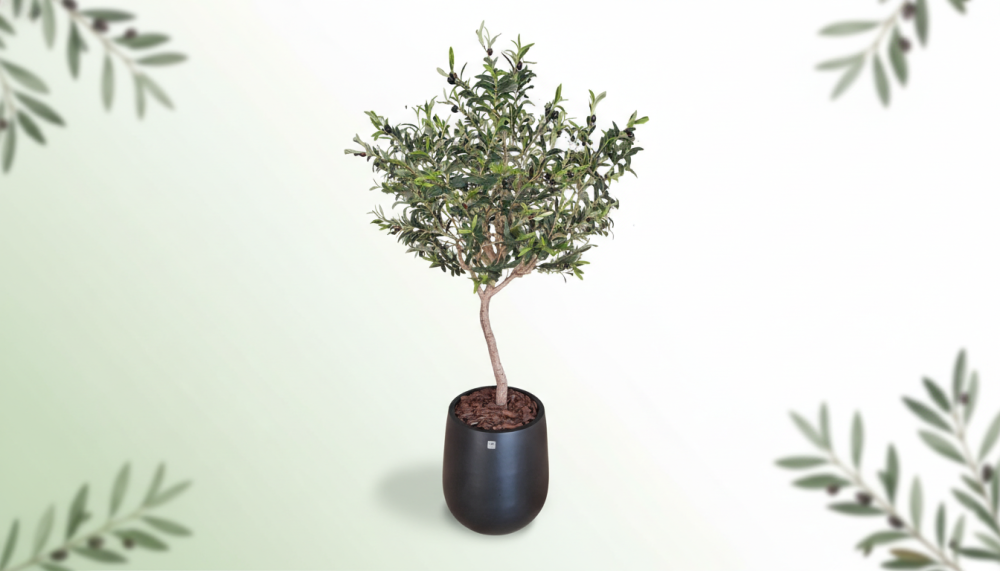 شجرة زيتون – دليل شراء وطرق العناية من متجر نيفار