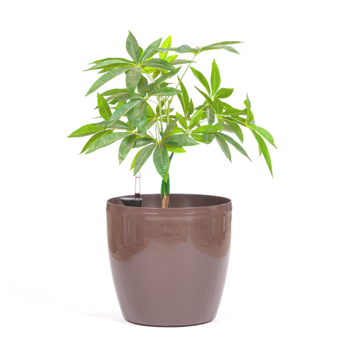 اصيص ذاتي الري