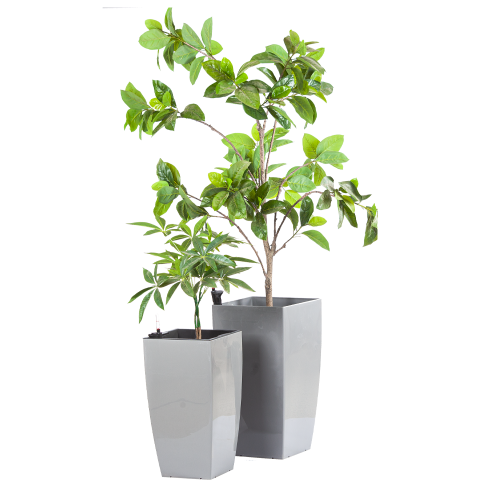 مركن زرع طويل