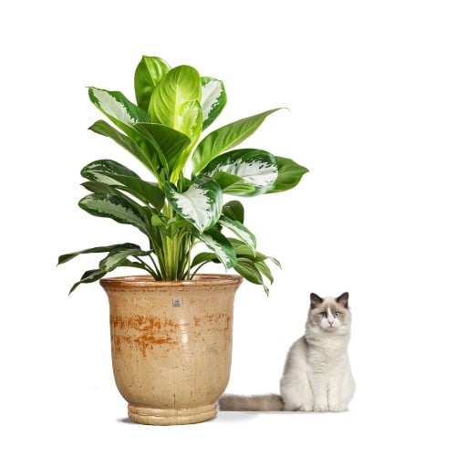 مركن سيراميك