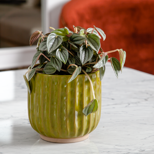 مزهرية سيراميك