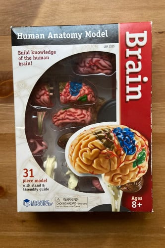 مجسم الدماغ البشري