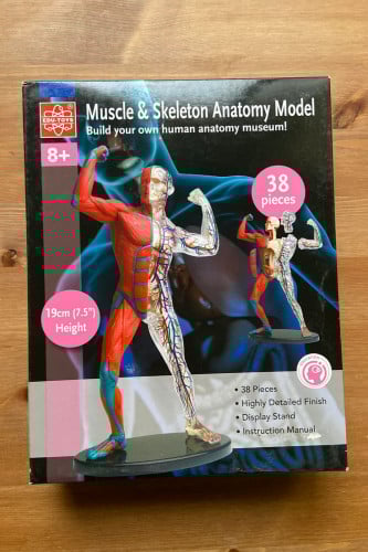 مجسم الجهاز العضلي وجهاز الدورة الدموية