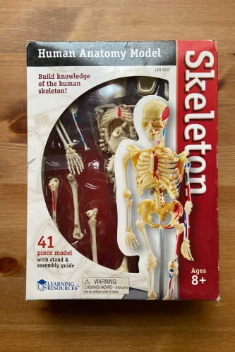 مجسم الهيكل العظمي البشري