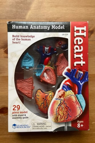 مجسم القلب البشري
