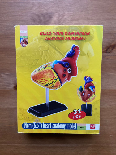 مجسم القلب (2)