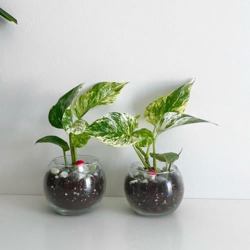 1 بوتس ماربل - زجاج