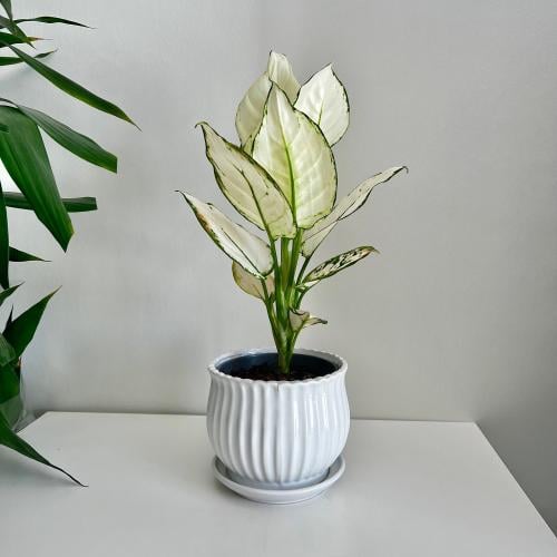 أجلونيما سوبر وايت (Aglaonema Super White)