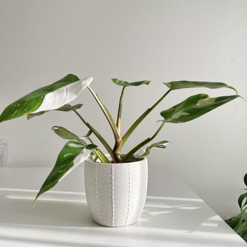 ‎فيلوديندرون وايت نايت Philodendron Knight White P...