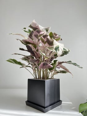كلاثيا فيشون وايت Calathea Fusion White