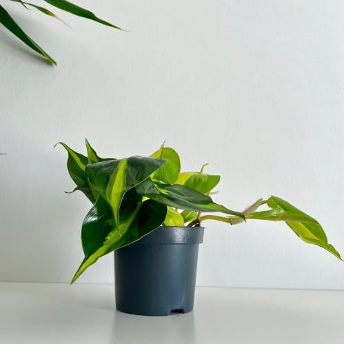 فيلوديندرون برازيل - ‏Philodendron Brasil