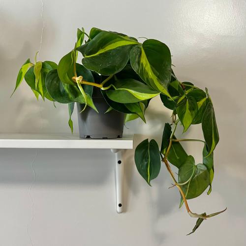 فيلوديندرون البرازيل - ‏Philodendron Brasil