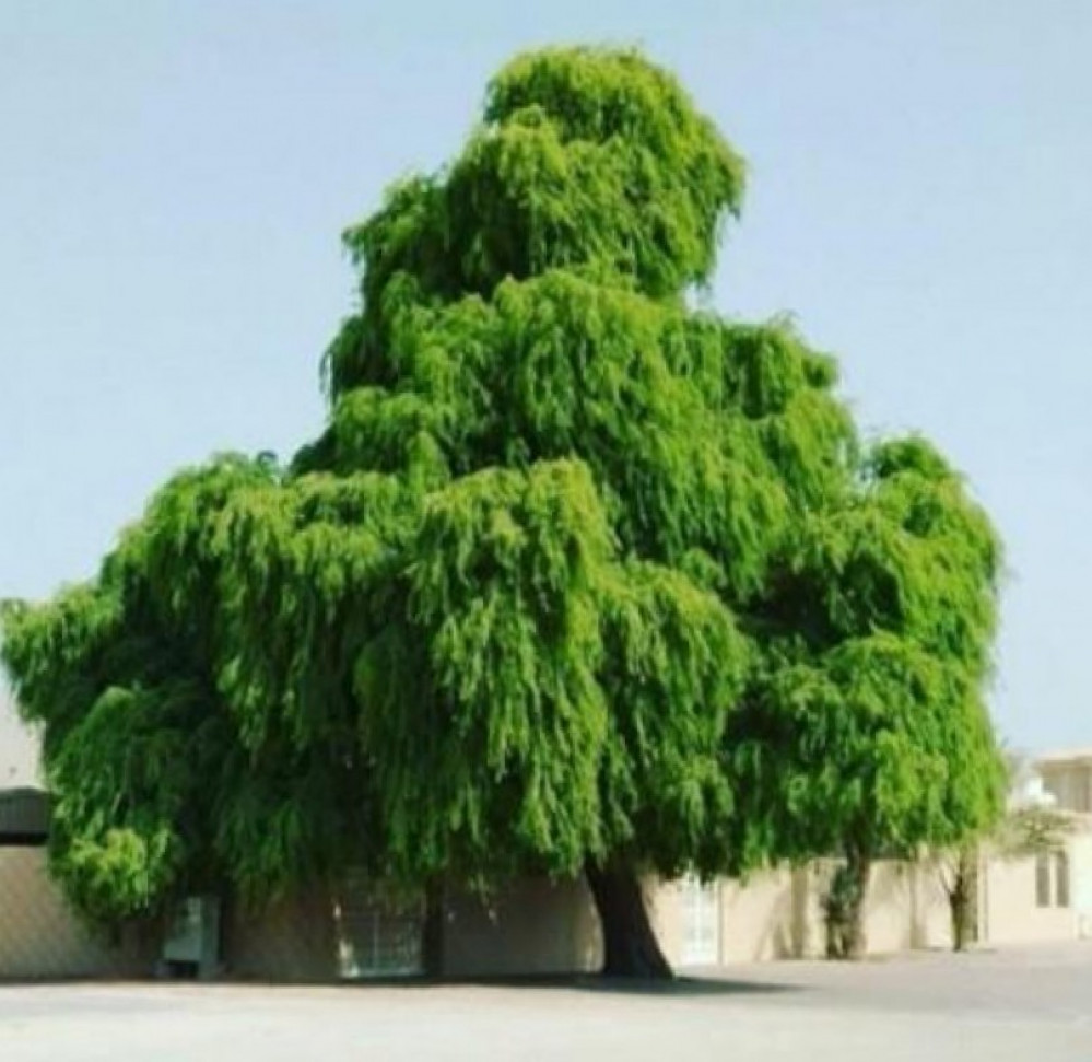 بذور شجرة الغاف الخليجي 40 بذرة متجر الياسمين