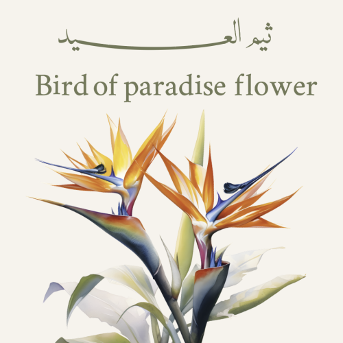 ثيم العيد - Bird of paradise flower