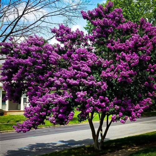 ‫بذور تمر حنا بنفسجي - لاجستروميا ( Lagerstroemia...