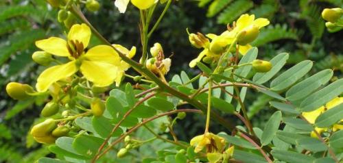 بذور عشبة سنامكي ( Senna acutifolia )