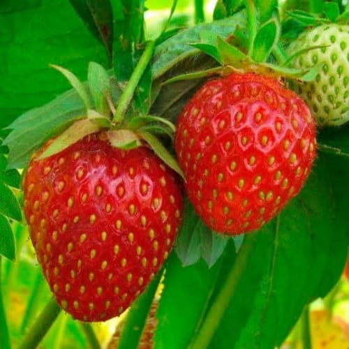 بذور الفراولة ( Fragaria x ananassa )