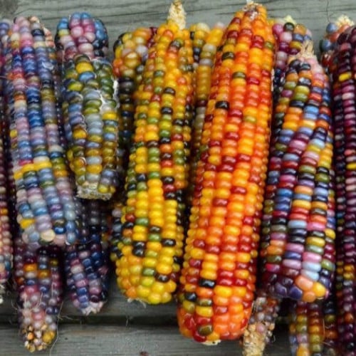 بذور الذرة الملونة للزينة ( Zea mays )