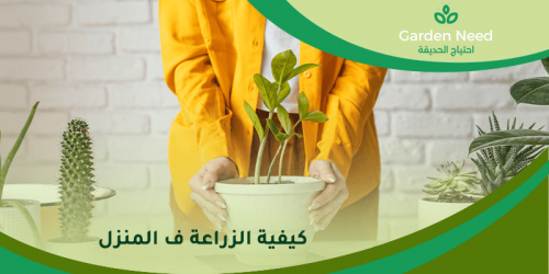 كيفية زراعة النباتات في المنزل